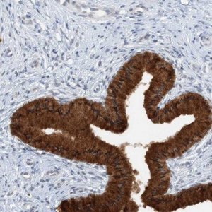 Anti-ASCL4 antibody produced in rabbit 