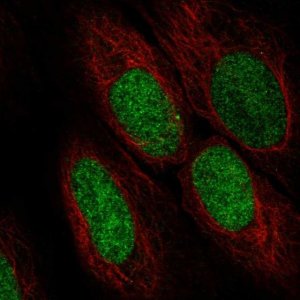 Anti-ASF1A antibody produced in rabbit 