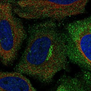 Anti-ASIC1 antibody produced in rabbit 