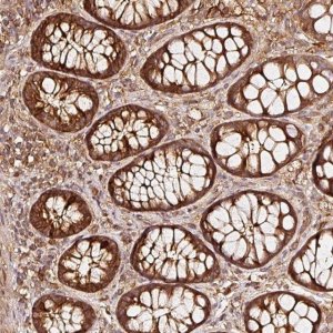 Anti-ASMTL antibody produced in rabbit 
