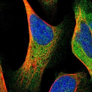 Anti-ASMTL antibody produced in rabbit 