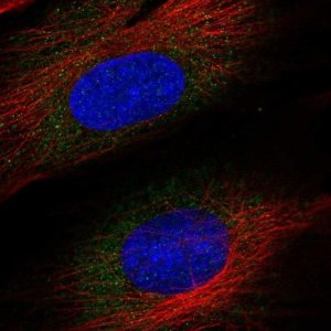 Anti-ASNSD1 antibody produced in rabbit 