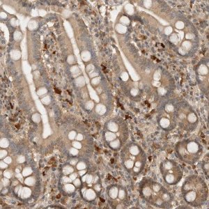 Anti-ASPSCR1 antibody produced in rabbit 