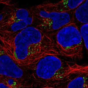 Anti-ASTN1 antibody produced in rabbit 