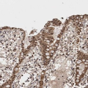 Anti-ASTN2 antibody produced in rabbit 