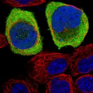 Anti-ASTN2 antibody produced in rabbit 