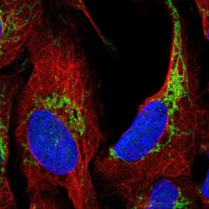 Anti-ATAD3A antibody produced in rabbit 