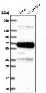 Anti-ATAD3A antibody produced in rabbit 