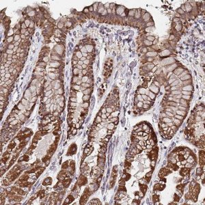 Anti-ATAD3B antibody produced in rabbit 
