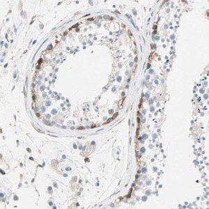 Anti-ATF6 antibody produced in rabbit 