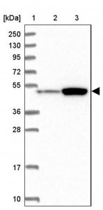 Anti-ATF7IP2 antibody produced in rabbit 