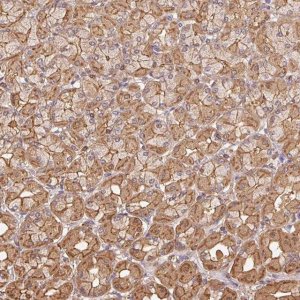 Anti-ATG10 antibody produced in rabbit 