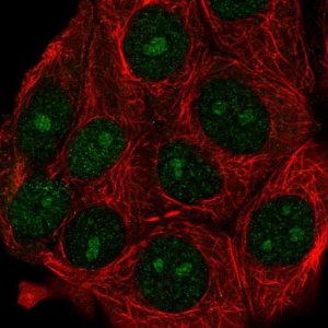 Anti-ATG10 antibody produced in rabbit 