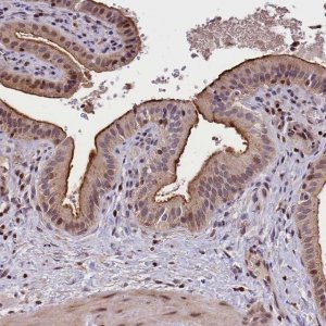 Anti-ATG101 antibody produced in rabbit 