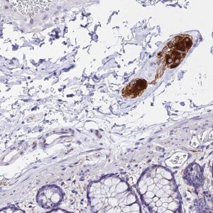 Anti-ATG16L2 antibody produced in rabbit 
