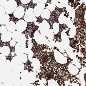 Anti-ATG2A antibody produced in rabbit 