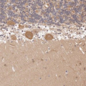 Anti-ATG2B antibody produced in rabbit 