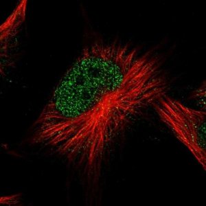 Anti-ATG2B antibody produced in rabbit 