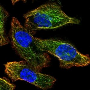 Anti-ATG4A antibody produced in rabbit 