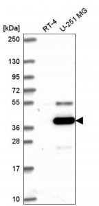 Anti-ATG4A antibody produced in rabbit 