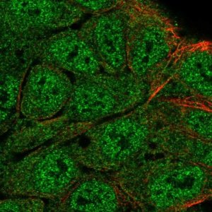 Anti-ATG4B antibody produced in rabbit 