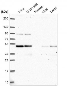 Anti-ATG4B antibody produced in rabbit 
