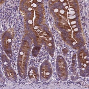 Anti-ATG4D antibody produced in rabbit 