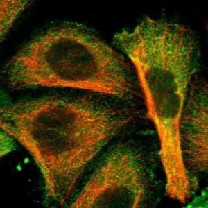 Anti-ATG7 antibody produced in rabbit 