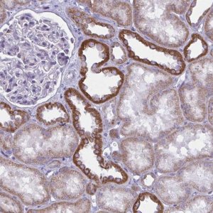 Anti-ATG9A antibody produced in rabbit 