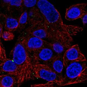 Anti-ATG9A antibody produced in rabbit 