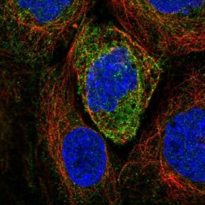 Anti-ATL2 antibody produced in rabbit 