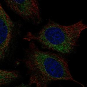 Anti-ATL3 antibody produced in rabbit 