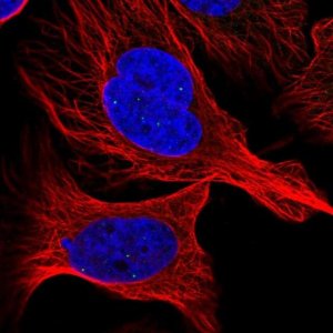 Anti-ATMIN antibody produced in rabbit 