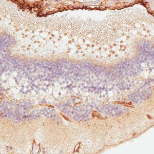 Anti-ATOH7 antibody produced in rabbit 