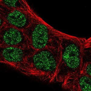 Anti-ATOH8 antibody produced in rabbit 