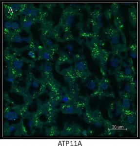 Anti-ATP11A antibody produced in rabbit 