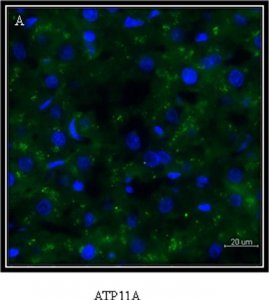Anti-ATP11A antibody produced in rabbit 