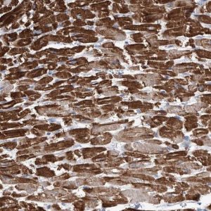 Anti-ATP13A3 antibody produced in rabbit 