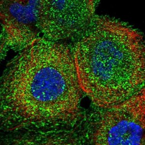 Anti-ATP1B3 antibody produced in rabbit 