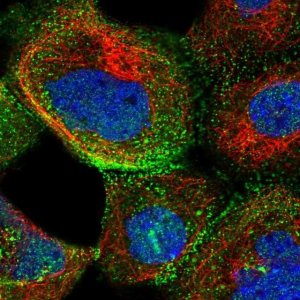 Anti-ATP23 antibody produced in rabbit 