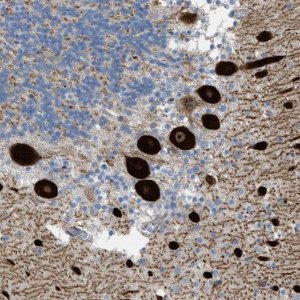Anti-ATP2A3 antibody produced in rabbit 