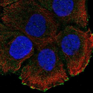 Anti-ATP2C2 antibody produced in rabbit 