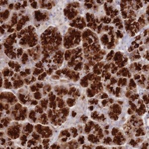 Anti-ATP5G2 antibody produced in rabbit 