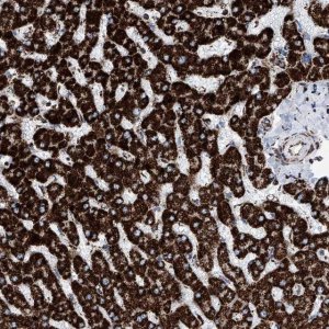 Anti-ATP5J antibody produced in rabbit 