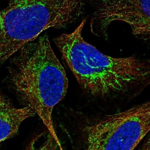 Anti-ATP5J antibody produced in rabbit 