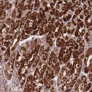 Anti-ATP5L antibody produced in rabbit 