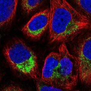 Anti-ATP5L antibody produced in rabbit 