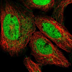 Anti-ATP5S antibody produced in rabbit 