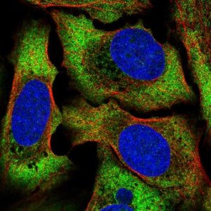 Anti-ATP6AP1L antibody produced in rabbit 