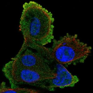 Anti-ATP8A2 antibody produced in rabbit 
